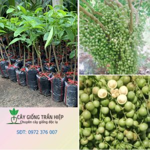 Cây giống dâu da xanh (cây dâu xanh)